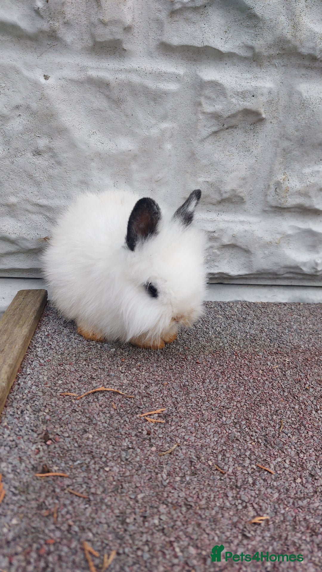 Lionhead rabbits for sale: Wonderful bunnies 07405173733  - Image 19