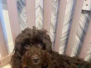 Mixed Breed dogs Mini sheepadoodles - Advert 1