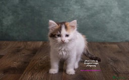 British Longhair cats for sale: ADORABLE DOG AND HOOVER PROOF KITTENS - Image 10