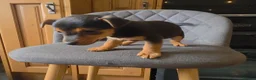 Jack Russell dogs for sale: Short Legged Jack Russell Puppies  - Advert 11