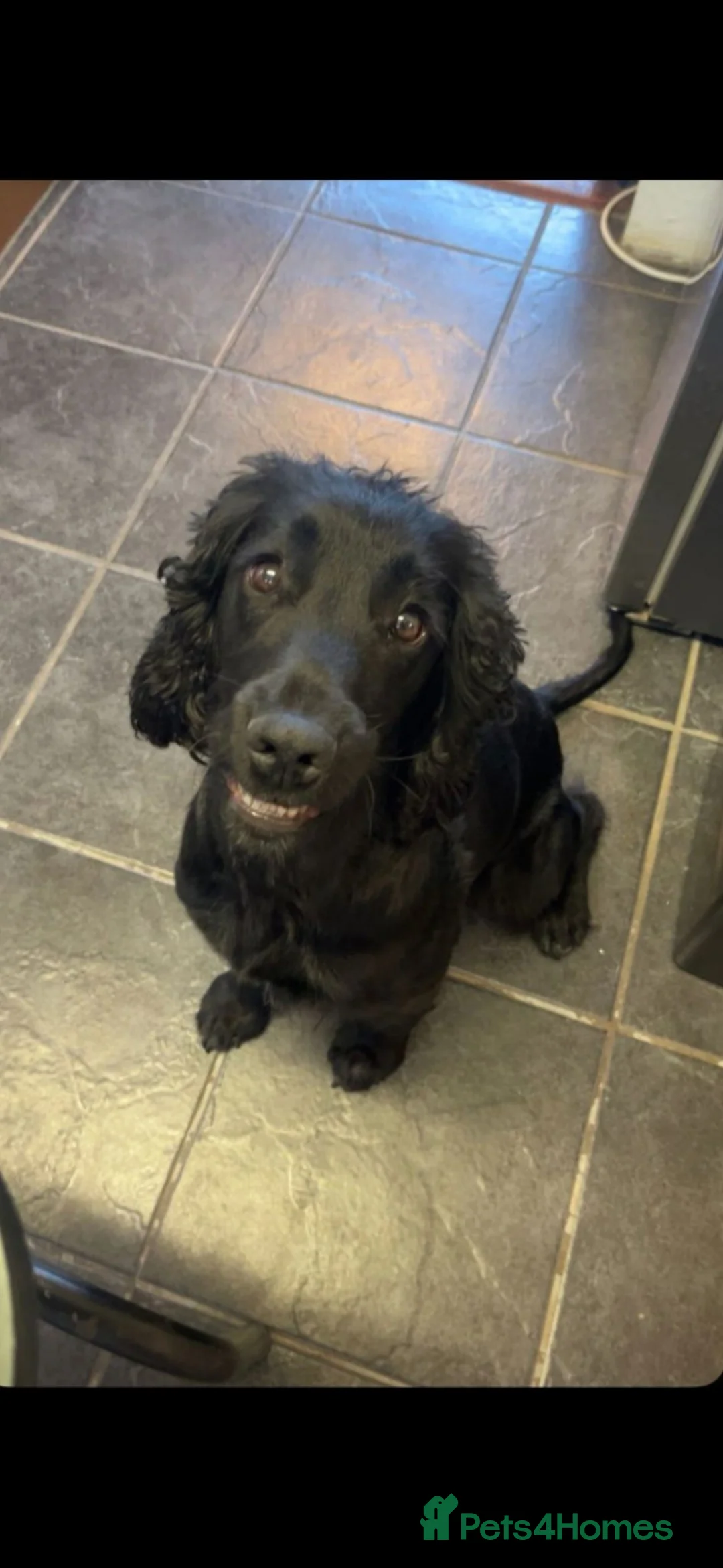 Sprocker dogs for sale: Sprocker Spaniel Puppies  - Advert 13