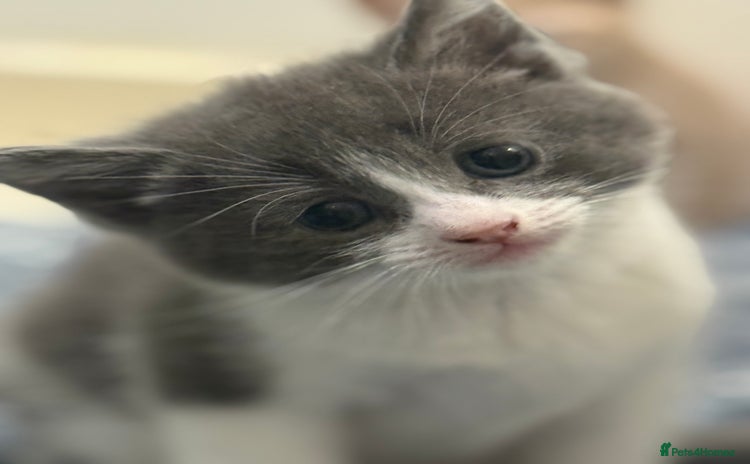 British Shorthair cats - Advert 3