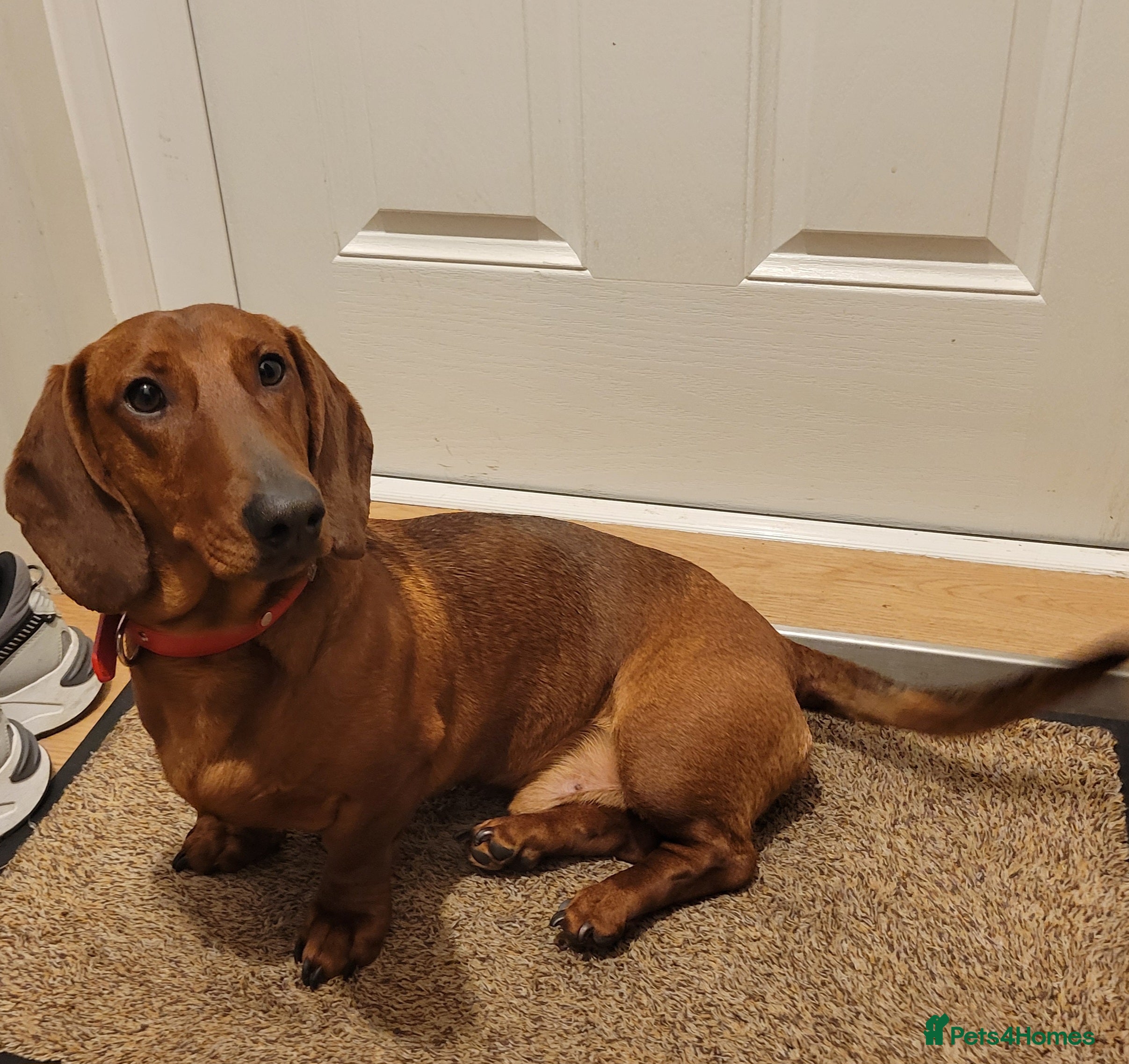 Dachshund dogs STANDARD DACHSHUND,CHAMPION LINES , home needed! - Advert 15
