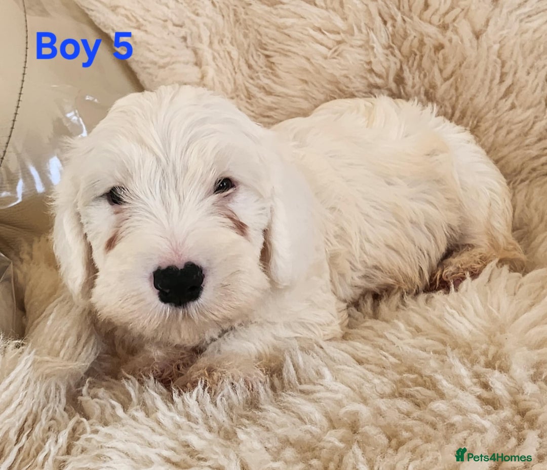 Sealyham Terrier dogs for sale: Sealyham terrier puppy’s  - Image 10
