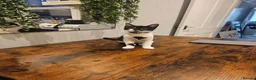 Mixed Breed cats for sale: Male cat 6 months - Advert 3