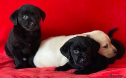 Labrador Retriever dogs for sale: Beautiful chunky Labrador pups NOW READY - Image 5