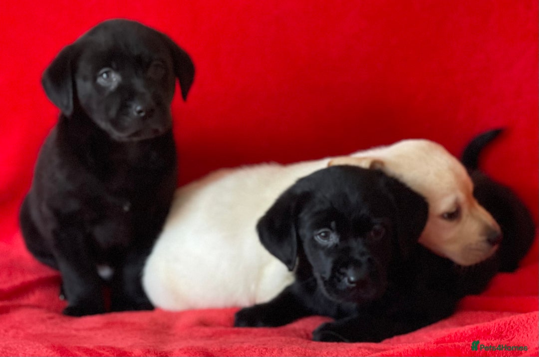 Labrador Retriever dogs for sale: Beautiful chunky Labrador pups NOW READY - Image 5