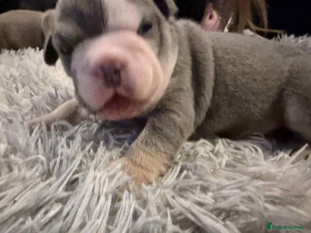 Mixed Breed dogs for sale: 3/4 English bulldog x 1/4 French bulldog - Advert 10