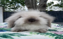 Mini Lion Lop rabbits for sale: Mini Lion Lop **Waiting List Now Open** - Image 6