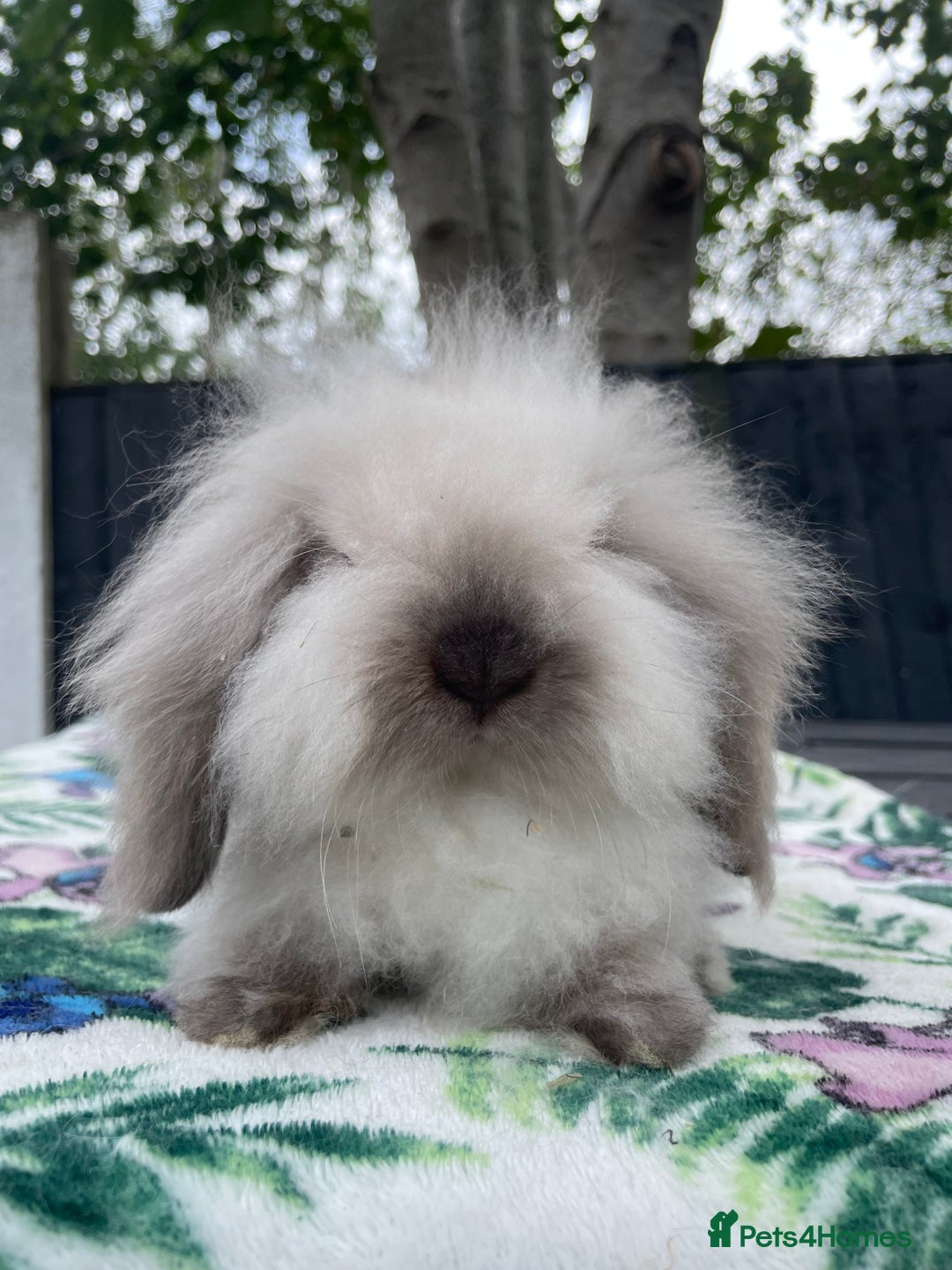 Mini Lion Lop rabbits for sale: Mini Lion Lop **Waiting List Now Open** - Image 6