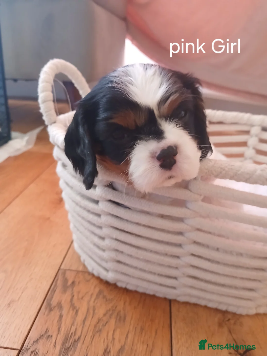 Cavalier King Charles Spaniel dogs for sale: Cavalier king charles puppies - Advert 5