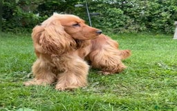 Cocker Spaniel dogs for stud: PROVEN health tested DNA & hip scored show cocker in Swansea - Image 4