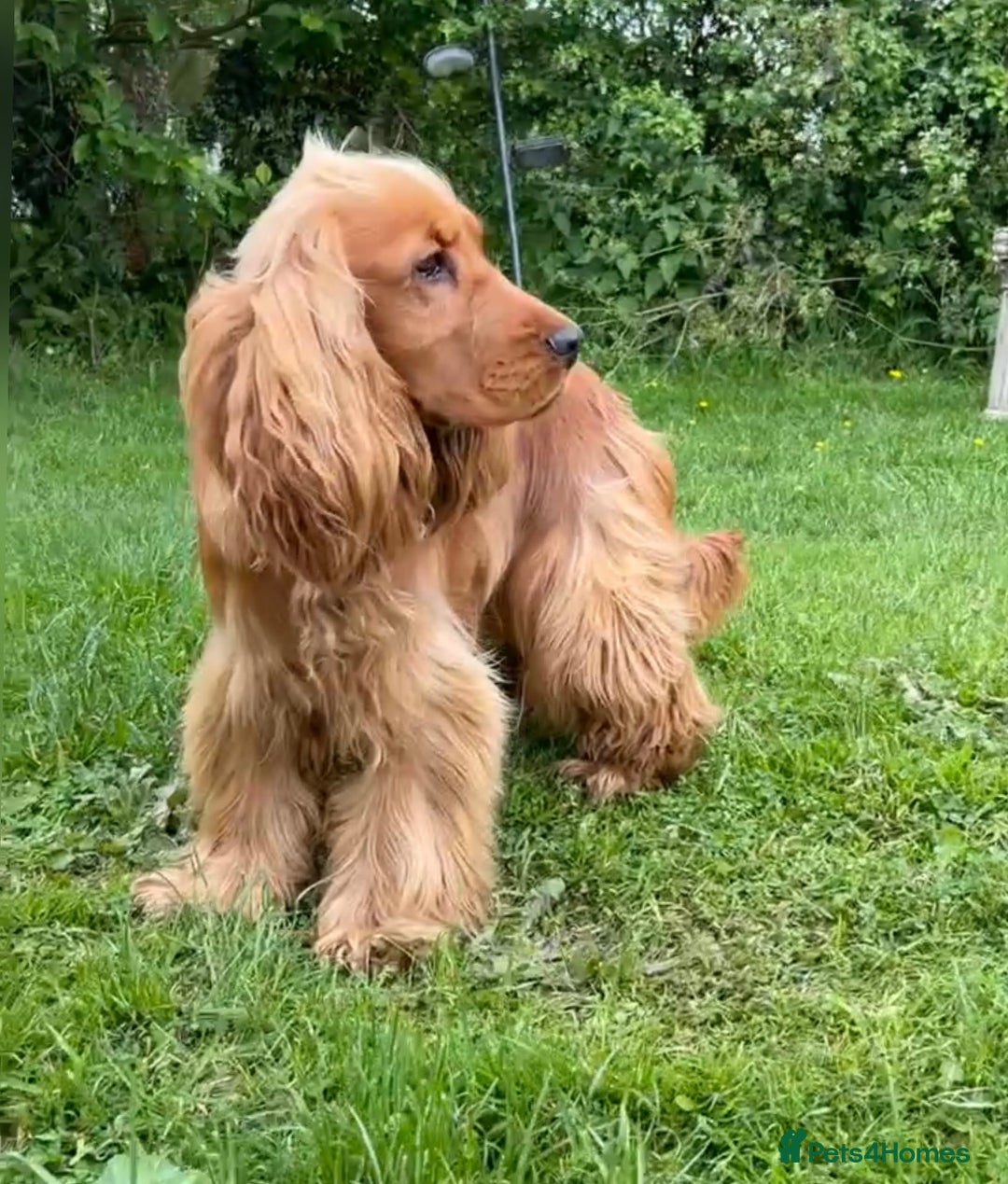 Cocker Spaniel dogs for stud: PROVEN health tested DNA & hip scored show cocker in Swansea - Image 4