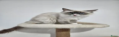 Ragdoll 1
