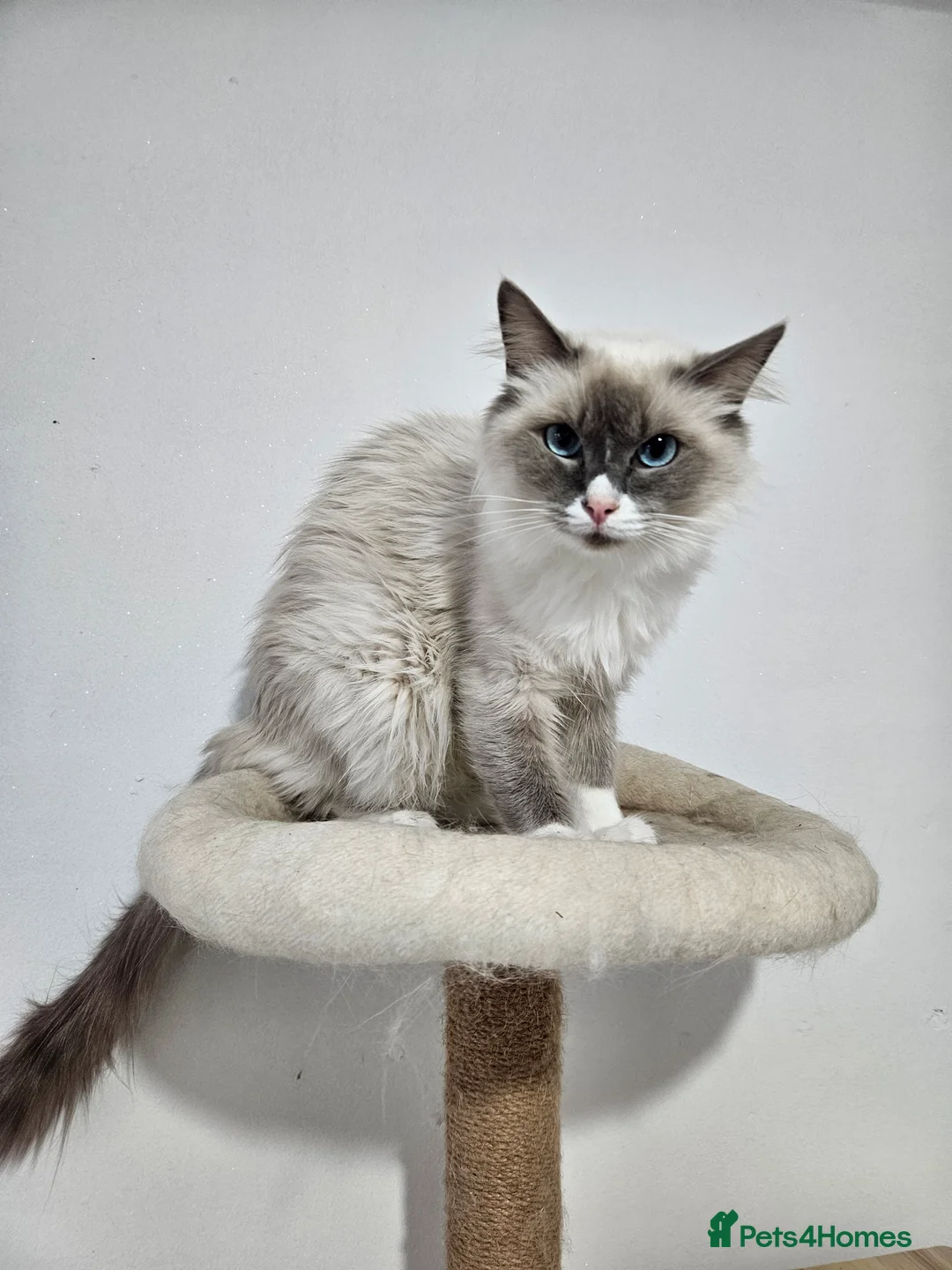 Ragdoll cats for sale: Blue Point Mitted Ragdoll Girl HCM and PKD test - Advert 2
