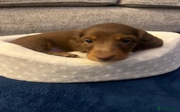 Miniature Dachshund dogs for sale: Long Haired Miniature Dachshunds Chocolate and Tan - Image 13