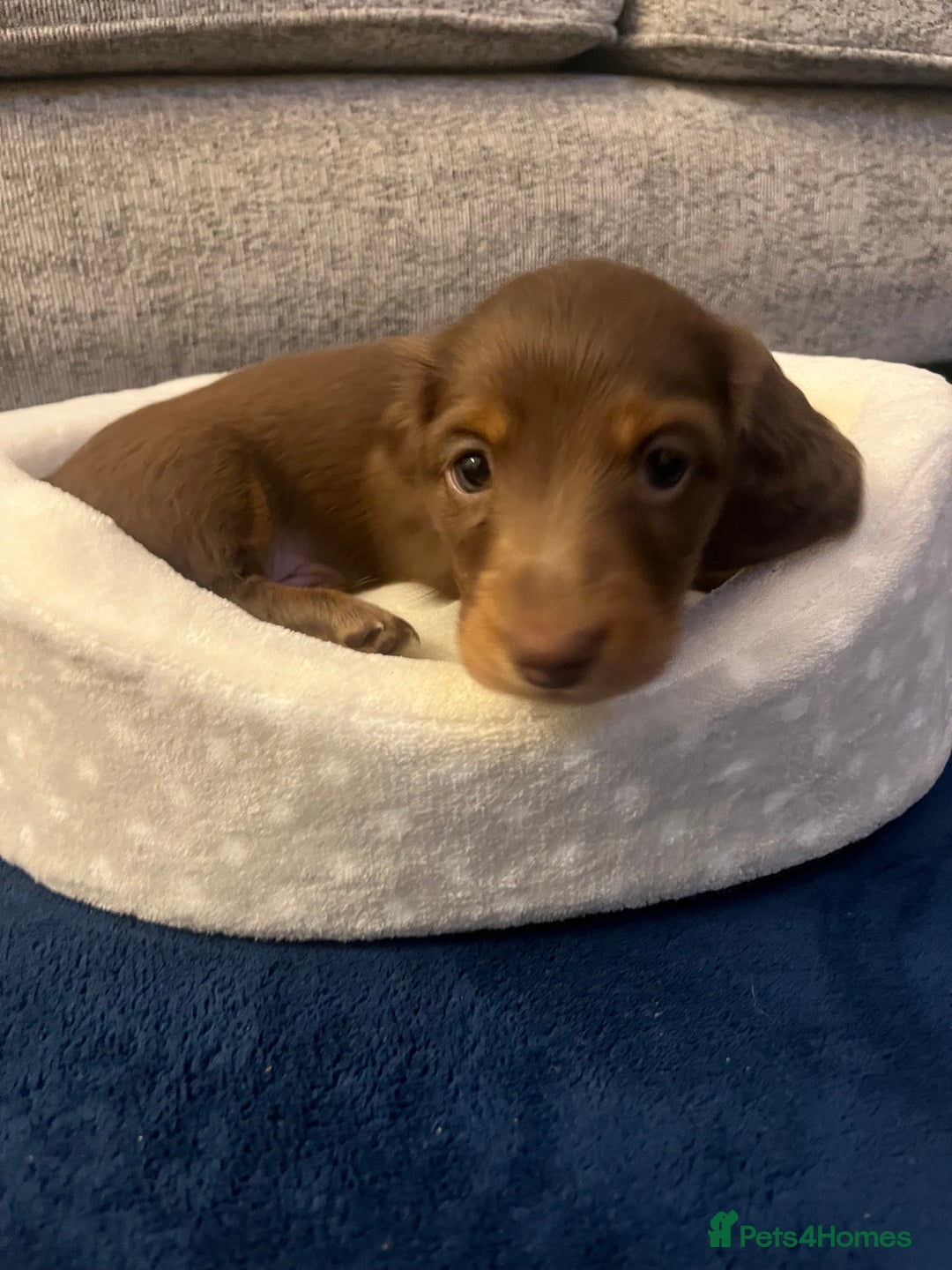 Miniature Dachshund dogs for sale: Long Haired Miniature Dachshunds Chocolate and Tan - Image 13