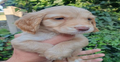 Cocker Spaniel dogs - Advert 4