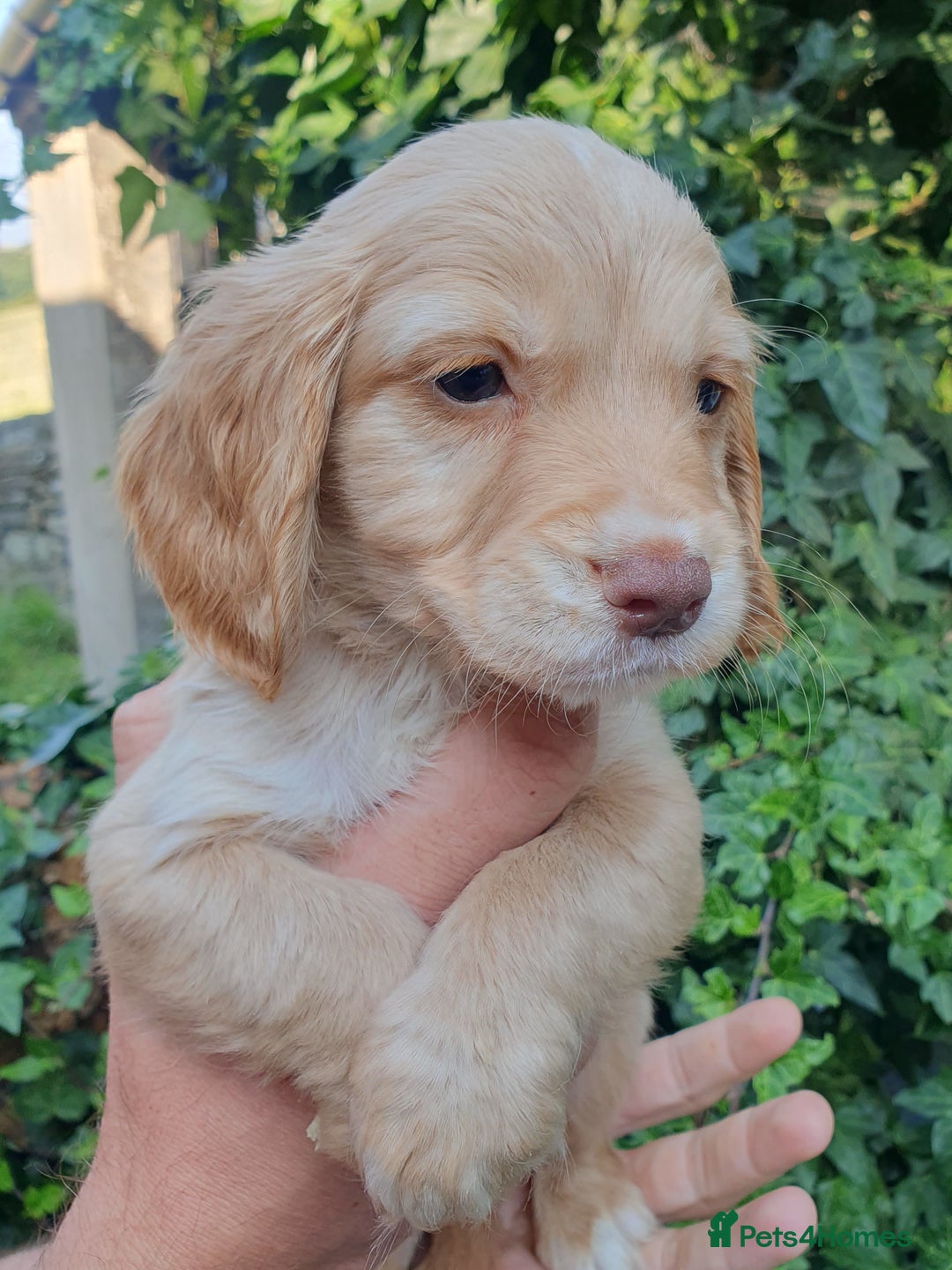 Cocker Spaniel dogs for sale: Cocker spaniel puppies - Image 3