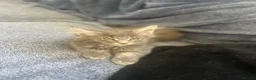 Maine Coon cats for sale: READY NOW!, mainecoon kittens - Advert 11