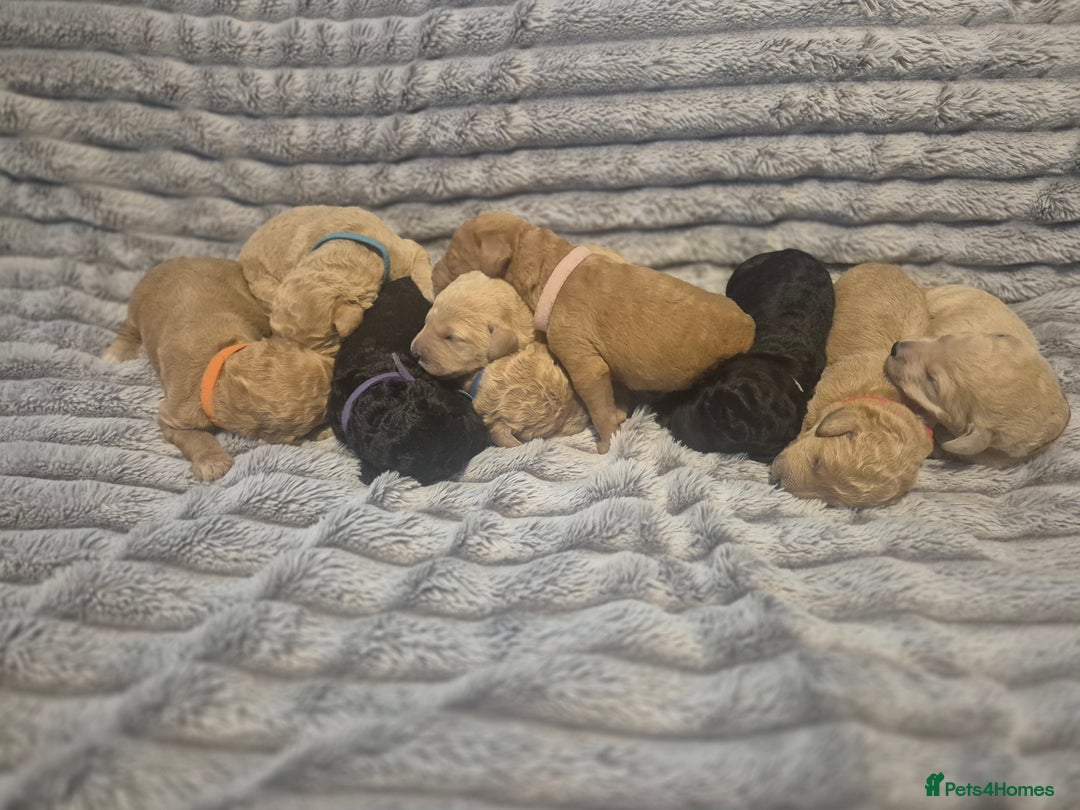Labradoodle dogs for sale: Labradoodle muti gen f1bb - Image 15