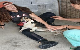 Mixed Breed dogs for adoption: Walter, 3 yrs old. Available for adoption. - Image 4