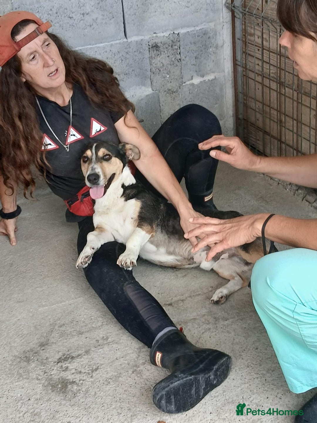 Mixed Breed dogs for adoption: Walter, 3 yrs old. Available for adoption. - Image 4