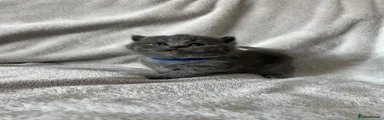 Blue male (dark blue collar)