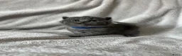 British Shorthair cats for sale: 👑 High Quality GCCF registered BSH kittens 👑 - Advert 15