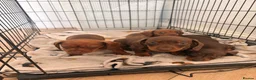 Miniature Dachshund dogs for sale: 3 miniature dachshund puppies - Advert 3