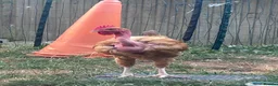 Chickens poultry for sale: Naked Neck Hen & Cockerel Looking for a New Home in Lydney - Advert 2