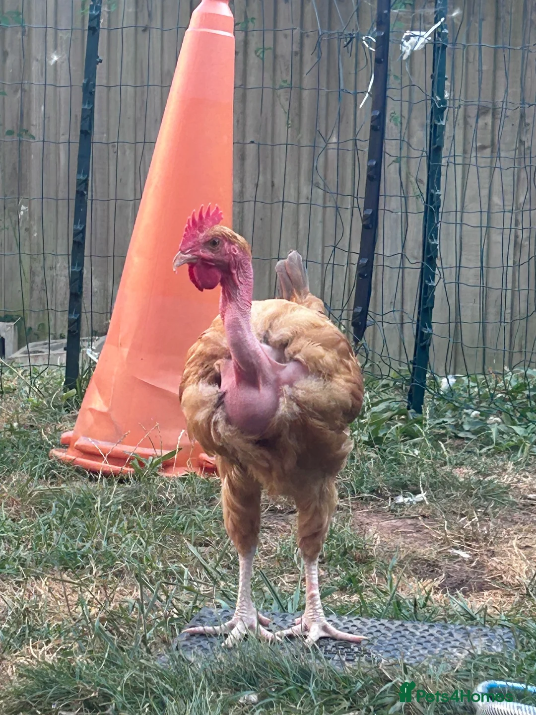 Chickens poultry for sale: Naked Neck Hen & Cockerel Looking for a New Home in Lydney - Advert 2