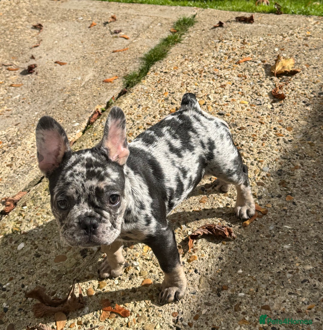 French Bulldog dogs for sale: Female frenchie pup - Image 4
