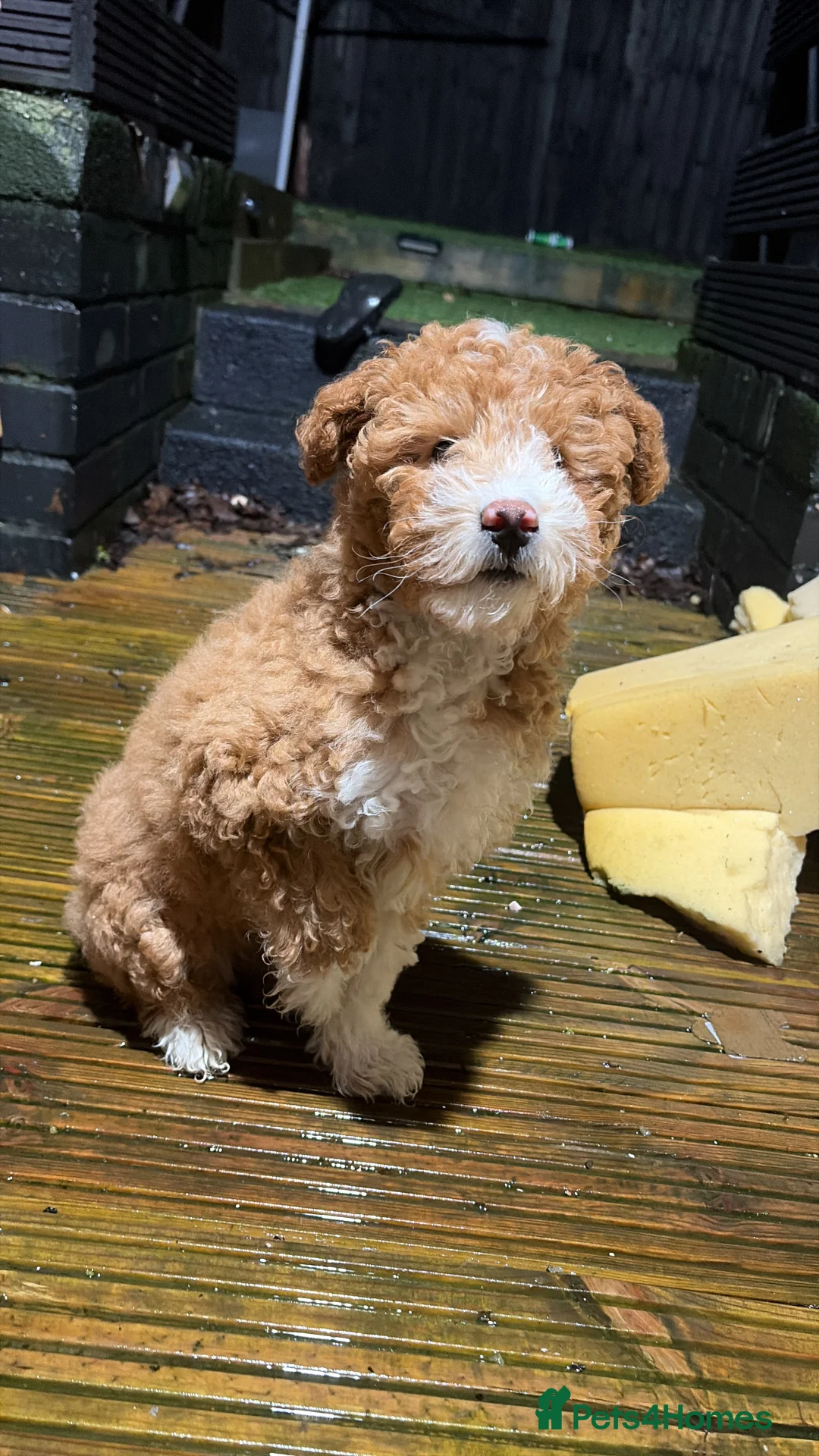 Mixed Breed dogs for sale: bitch pup in Sheffield - Advert 1