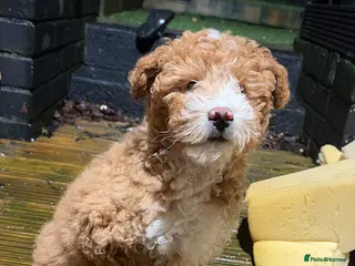 Mixed Breed dogs bitch pup in Sheffield - Advert 11