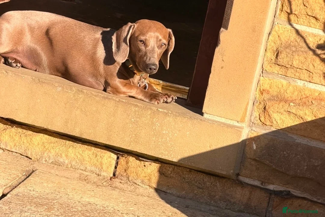 Miniature Dachshund dogs for sale: Miniature Dachshund For Sale - Advert 2
