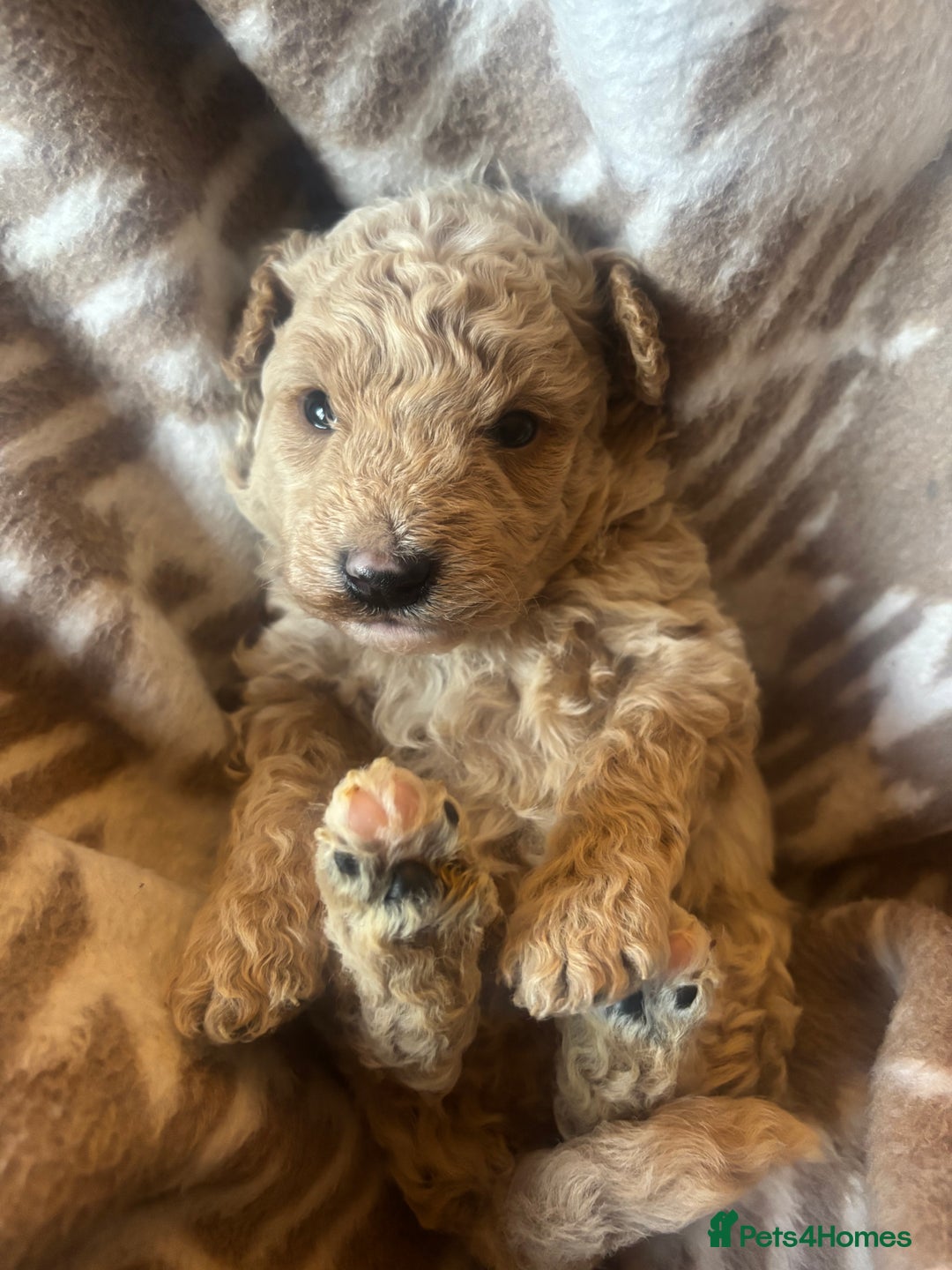 Cavapoochon dogs for sale: Teddy bear Cavapoochons health tested lineage - Advert 11