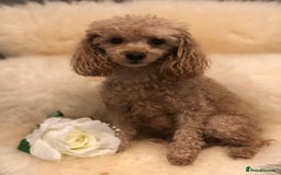 Toy Poodle dogs for sale: Tiny toy poodle puppies  Asian lines  - Image 2