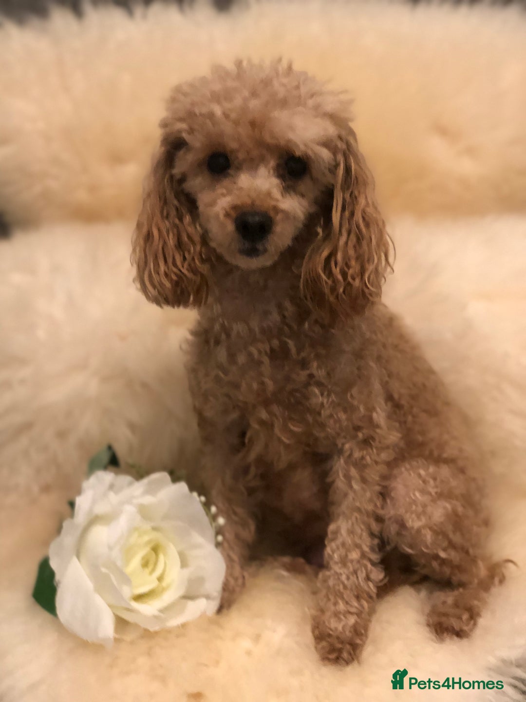 Toy Poodle dogs for sale: Tiny toy poodle puppies  Asian lines  - Image 2