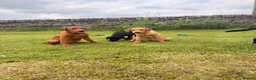 Labrador Retriever dogs for sale: Just white and red boys left  - Advert 11