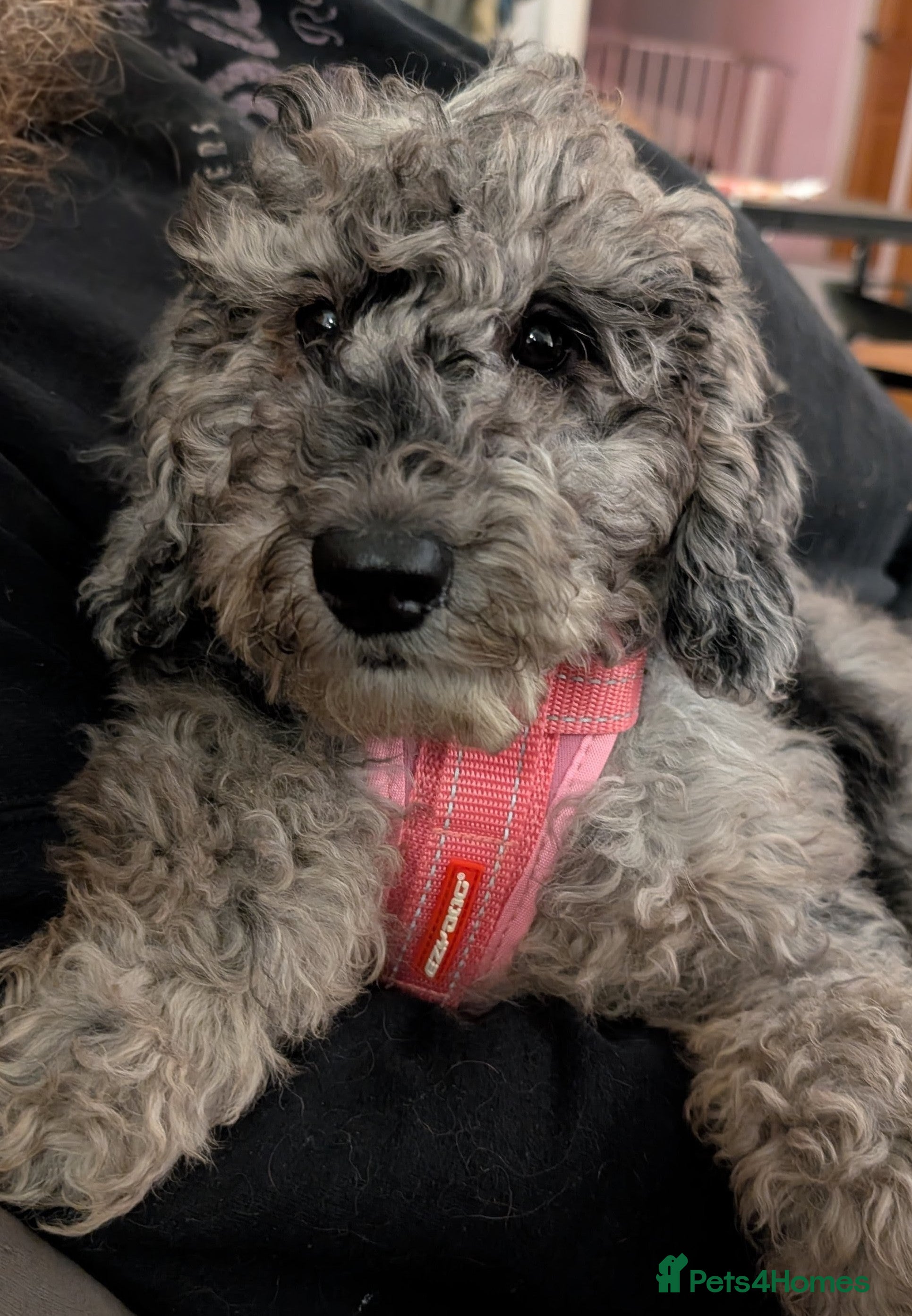 Australian Labradoodle dogs Beautiful Phantom Merle Australian Labradoodle - Advert 3