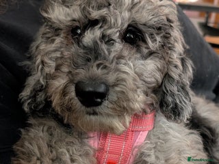 Australian Labradoodle dogs Beautiful Phantom Merle Australian Labradoodle - Advert 2