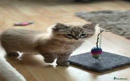 Ragdoll cats for sale: 2 Stunning 3/4 Ragdoll boys available now - Image 6