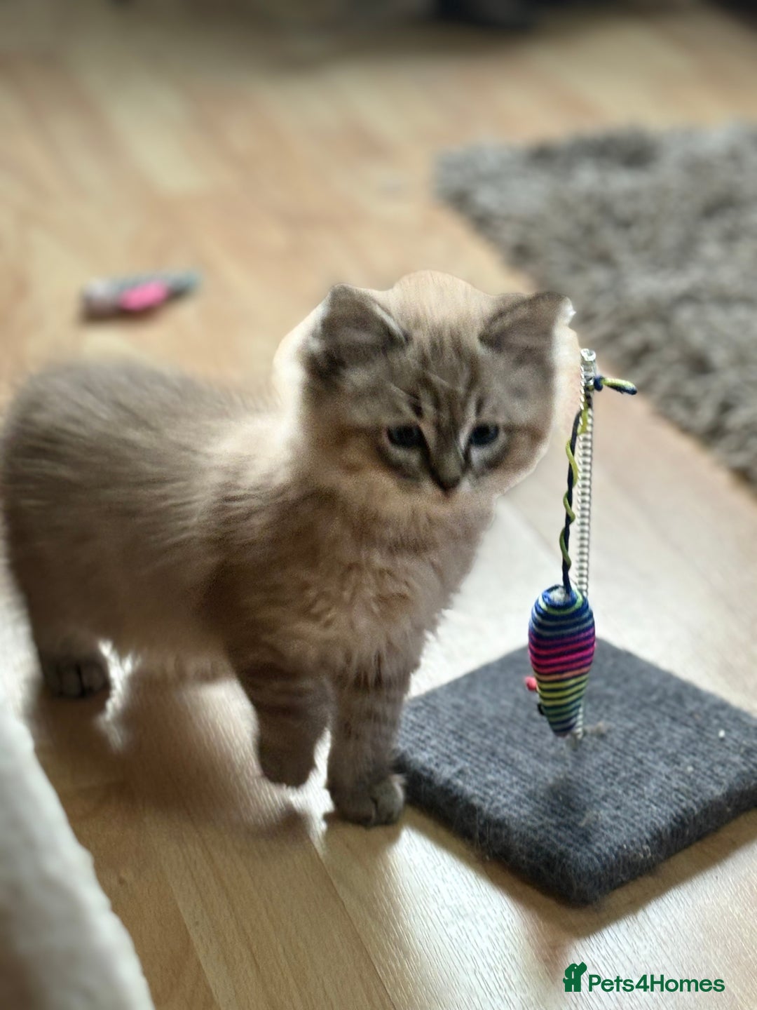 Ragdoll cats for sale: 2 Stunning 3/4 Ragdoll boys available now - Image 6