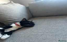 Domestic Shorthair cats for sale: Binkey  - Image 11