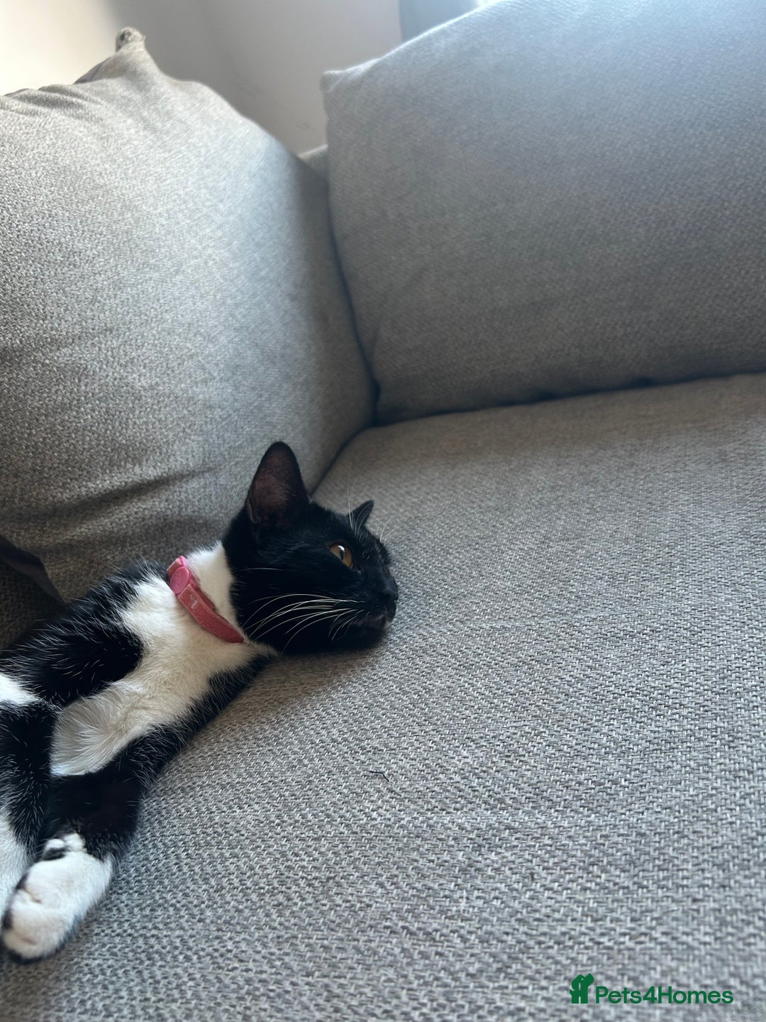 Domestic Shorthair cats for sale: Binkey  - Image 11