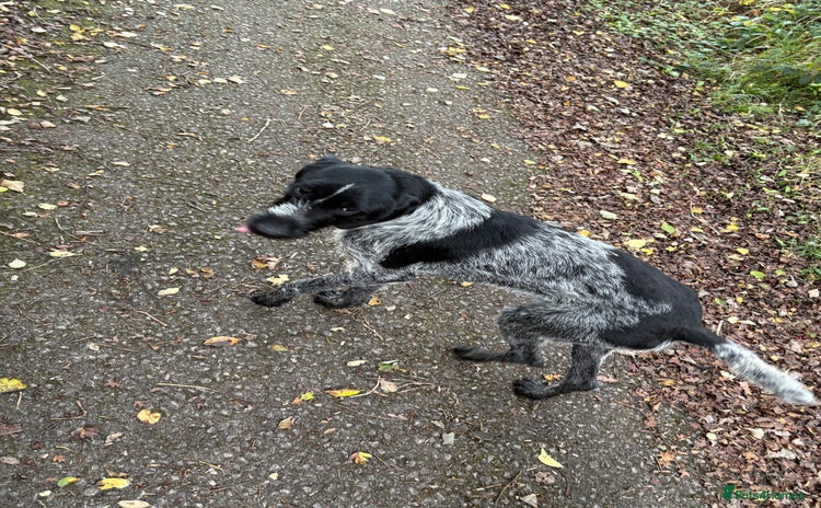 German Wirehaired Pointer dogs - Advert 14