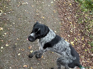 German Wirehaired Pointer dogs - Advert 3
