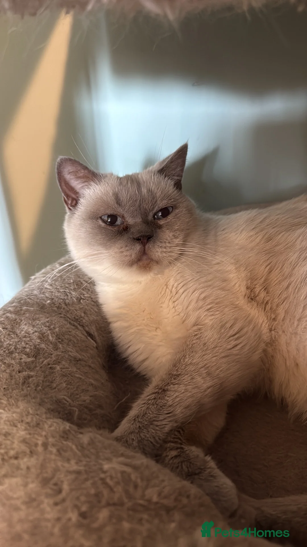 British Shorthair cats for sale: Beautiful Colour point kittens available now! - Advert 16