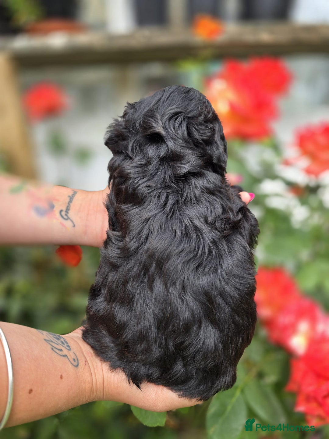 Cockapoo dogs for sale: F1 working cockapoo puppies - Image 23
